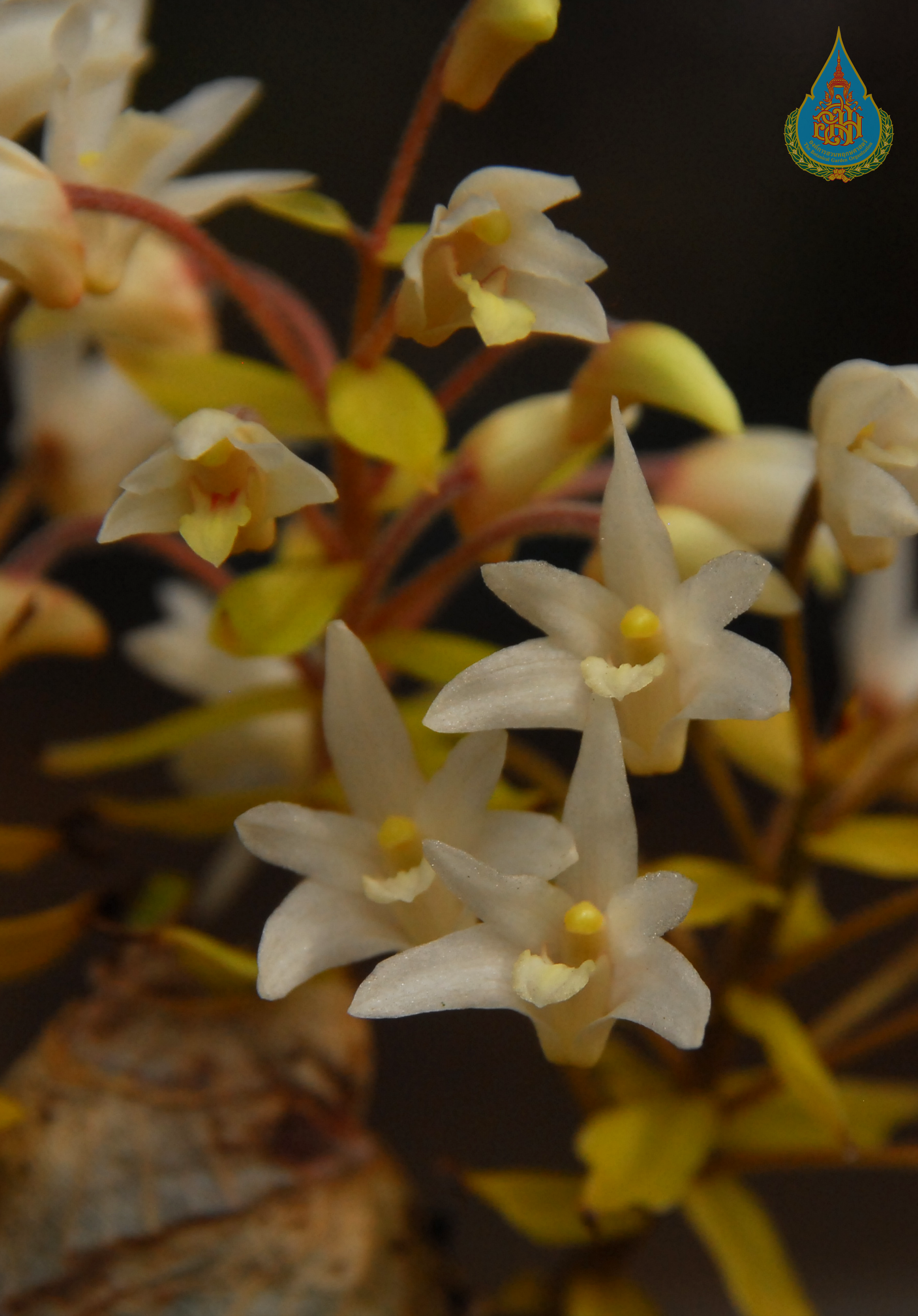 เอื้องแจกันเงิน Pinalia obesa (Lindl.) Kuntze<br/>ORCHIDACEAE